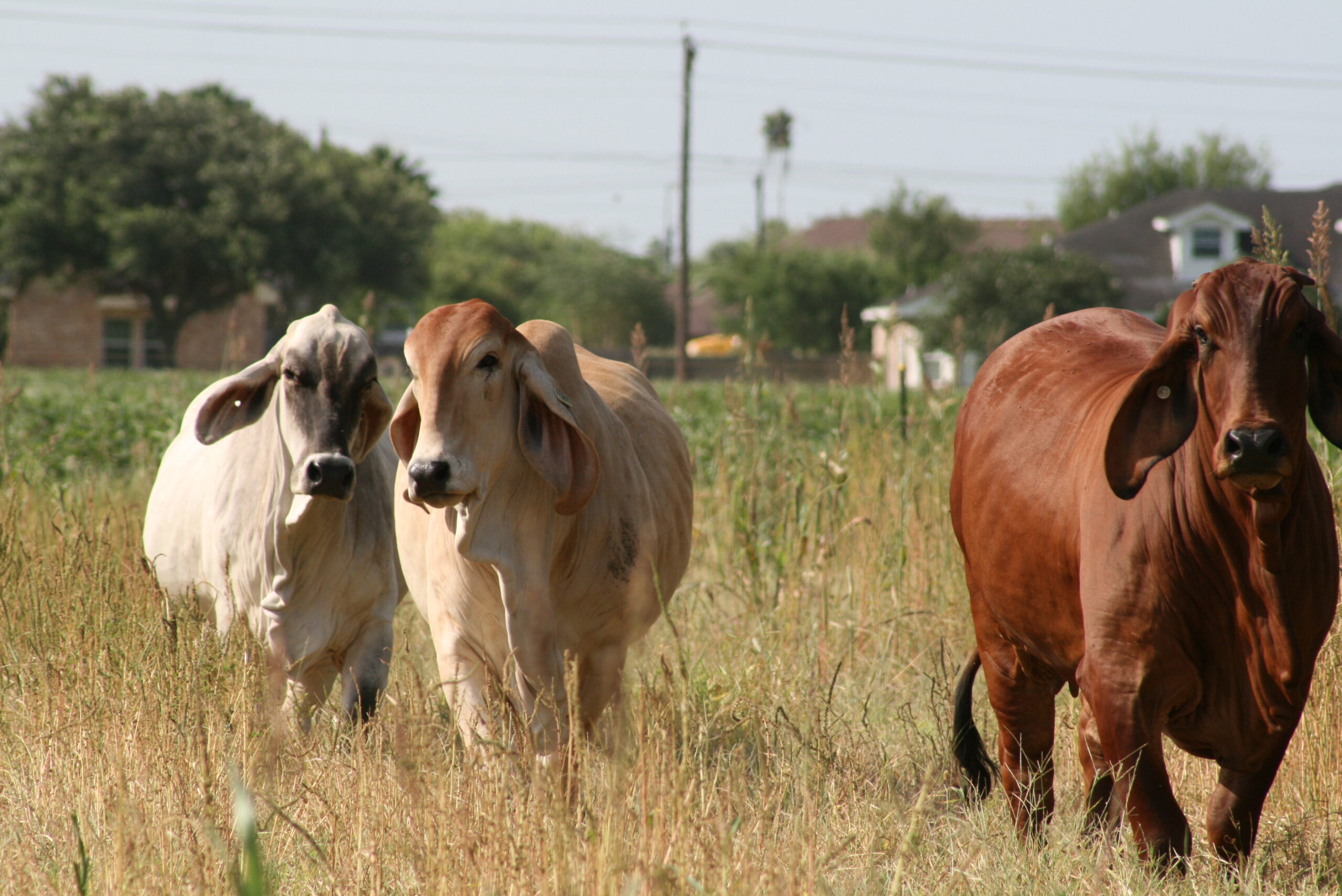 cows